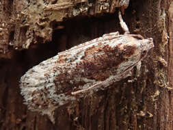 Image of Agonopterix hypericella Hübner 1816