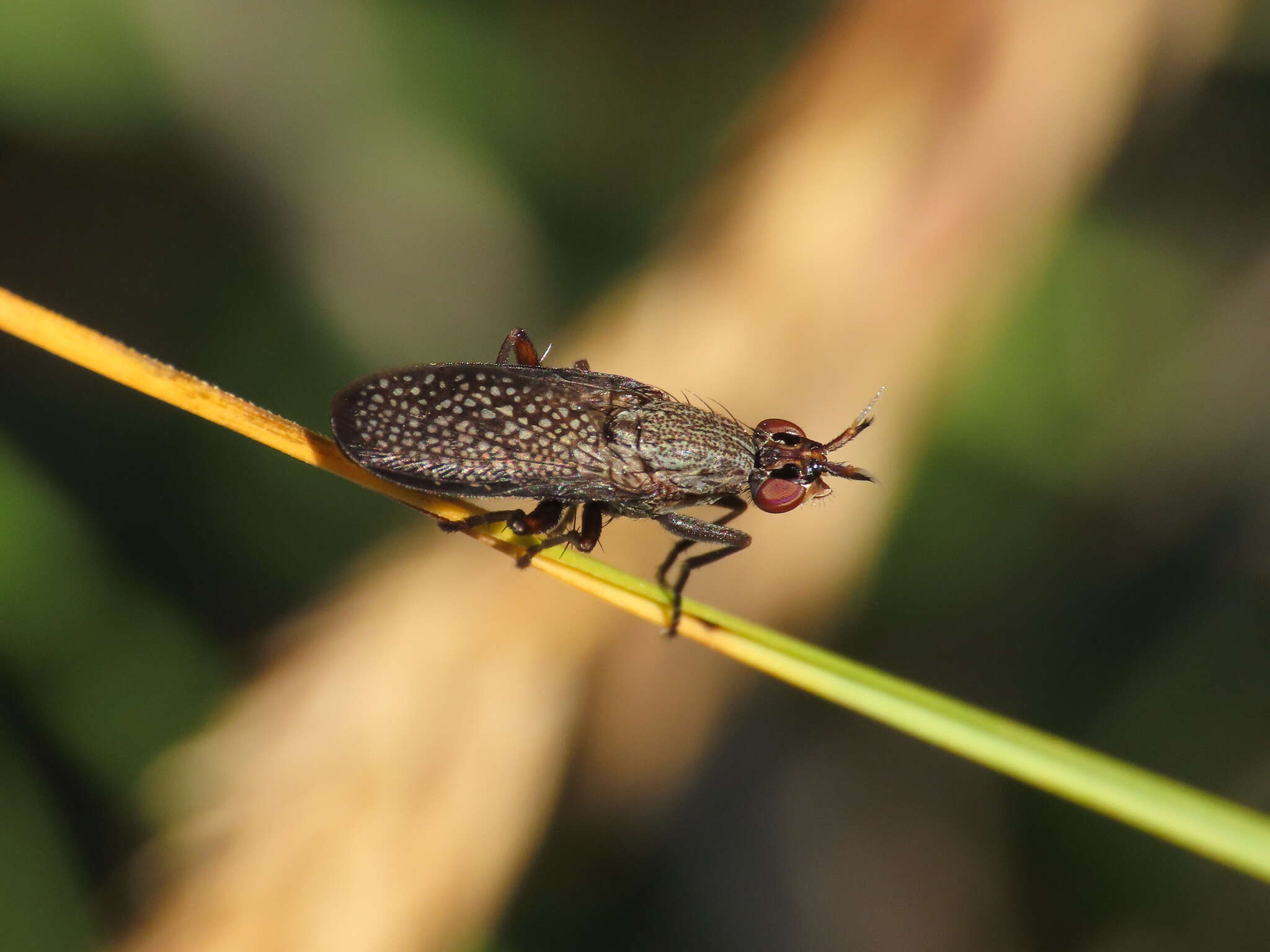 Image of Coremacera marginata (Fabricius 1775)