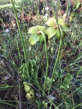 Image of southern purple pitcherplant