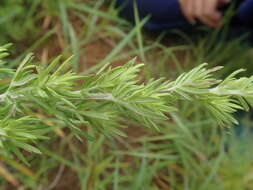 Image de Artemisia lancea Vaniot