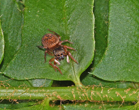 Image of Chinattus parvulus (Banks 1895)