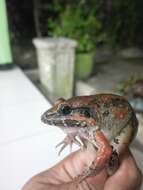 Image of Giant River Frog