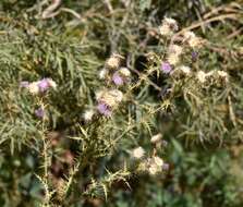 Plancia ëd Cirsium mohavense (Greene) Petr.