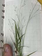 Image of wiry panicgrass