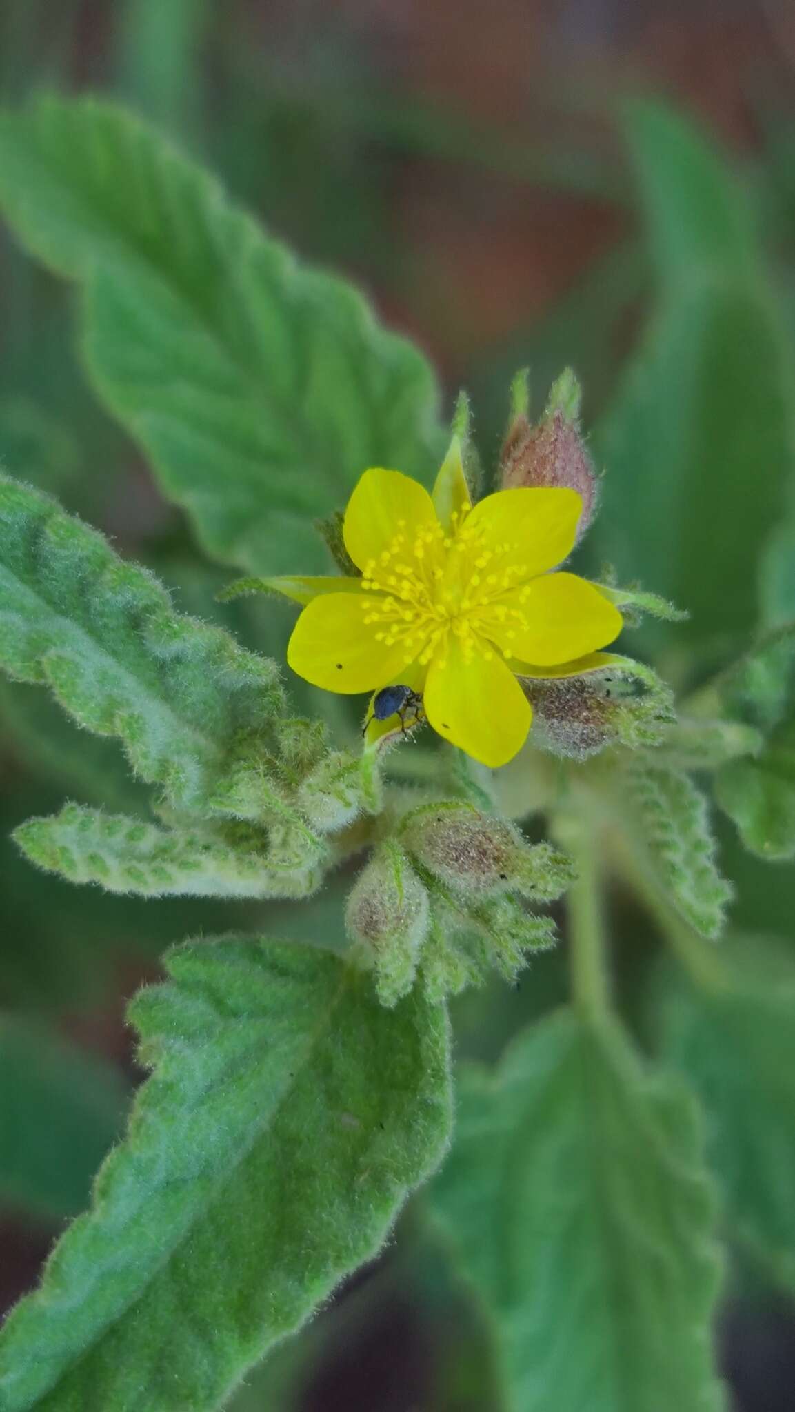 Image of Corchorus kirkii N. E. Br.