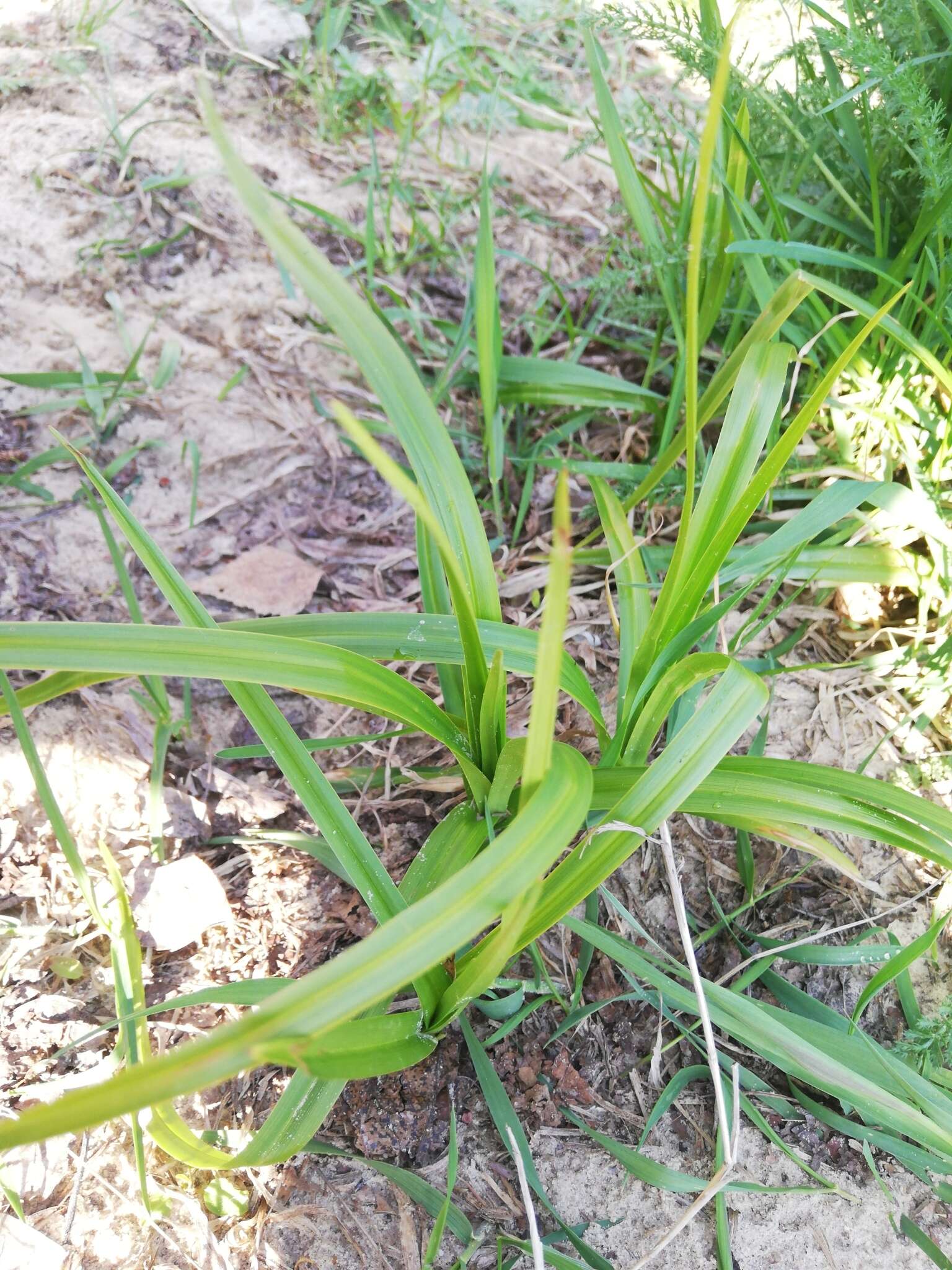 Imagem de Scirpus sylvaticus L.