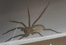 صورة Pardosa littoralis Banks 1896