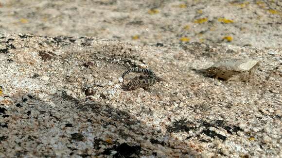 Image of Granite Night Lizard