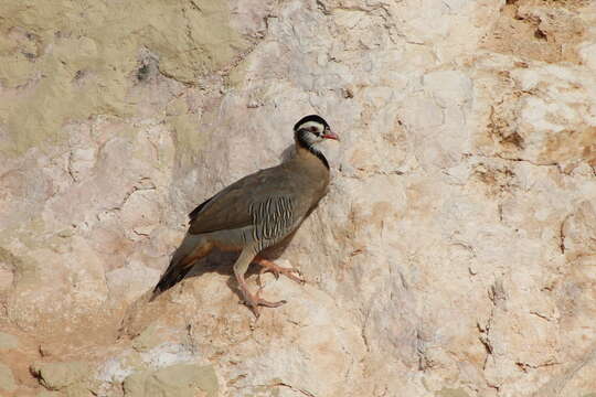 Alectoris melanocephala (Rüppell 1835) resmi