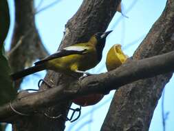 Imagem de Icterus leucopteryx (Wagler 1827)