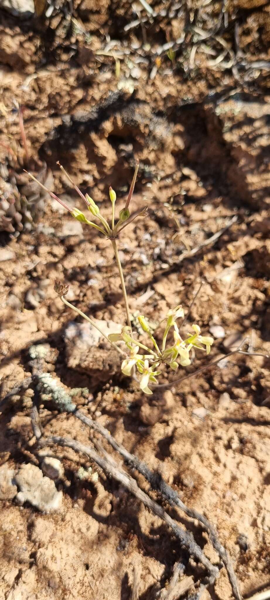 Image of Pelargonium luteolum N. E. Brown