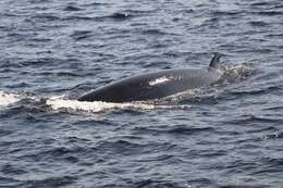 Image of minke whale