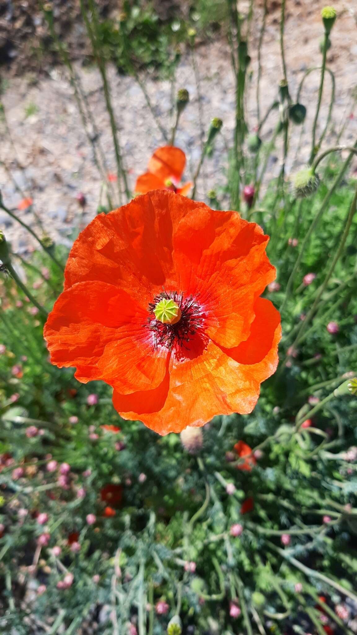 Image of Mediterranean Poppy