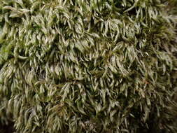Image of larger mouse-tail moss