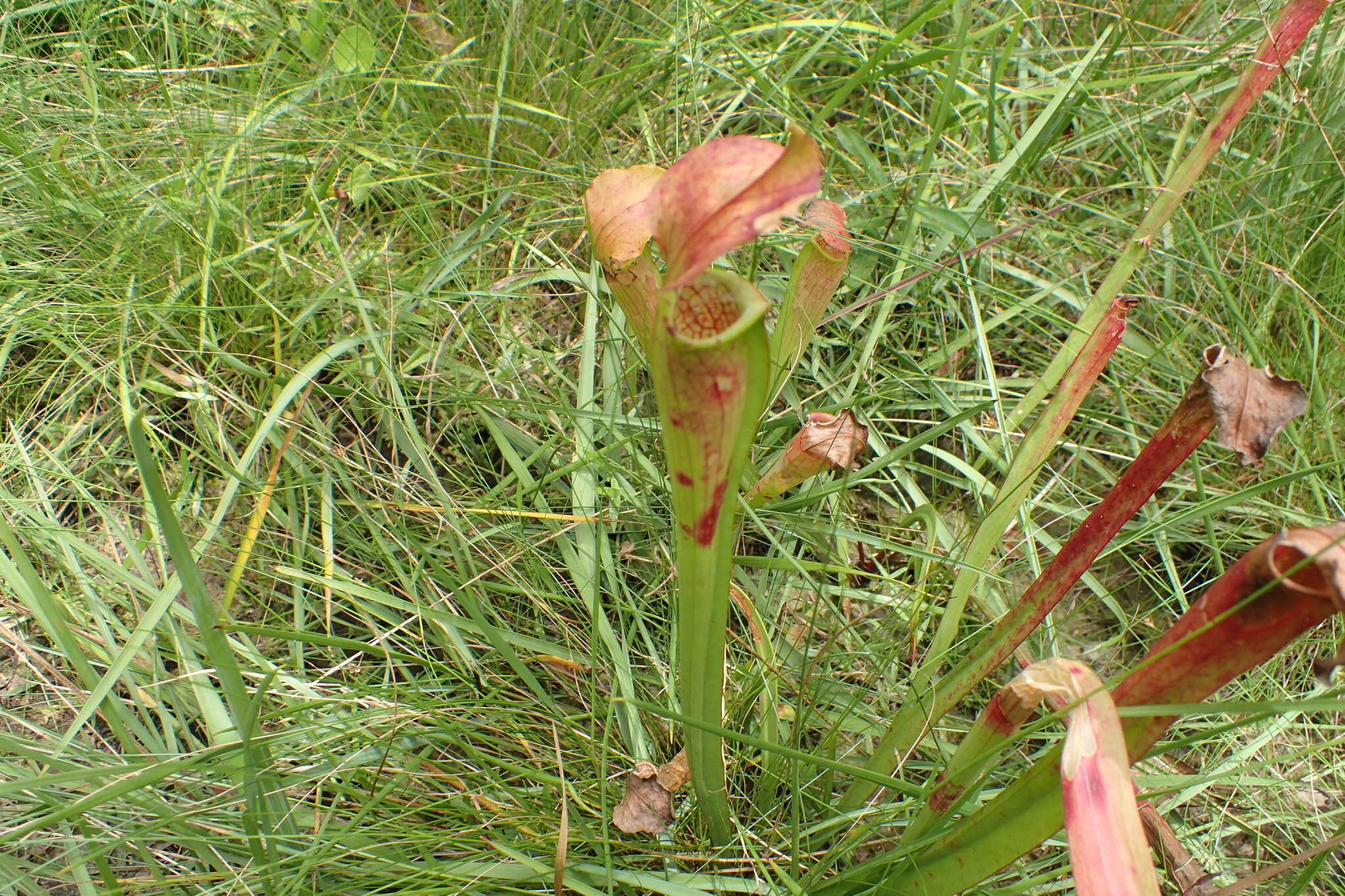 Image of Yellow Trumpets