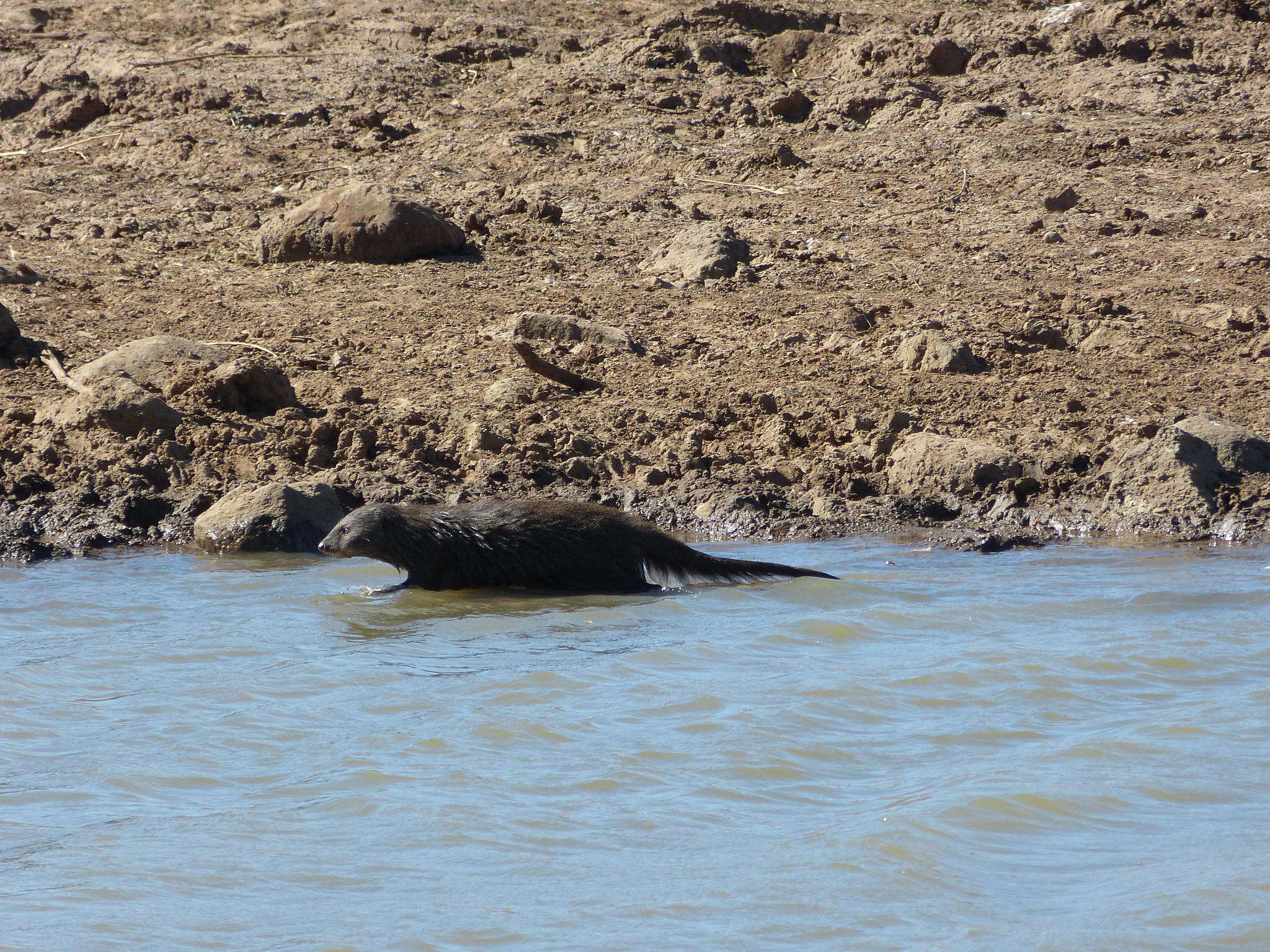 Image of Atilax paludinosus paludinosus