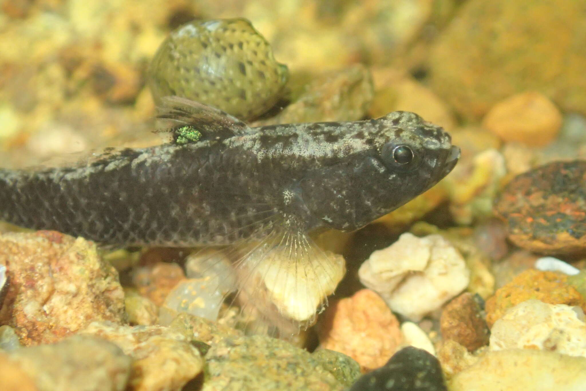 Image of Bigmouth Goby