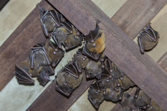 Image of Common Short-nosed Fruit Bat