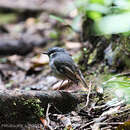 Heteromyias albispecularis (Salvadori 1876)的圖片