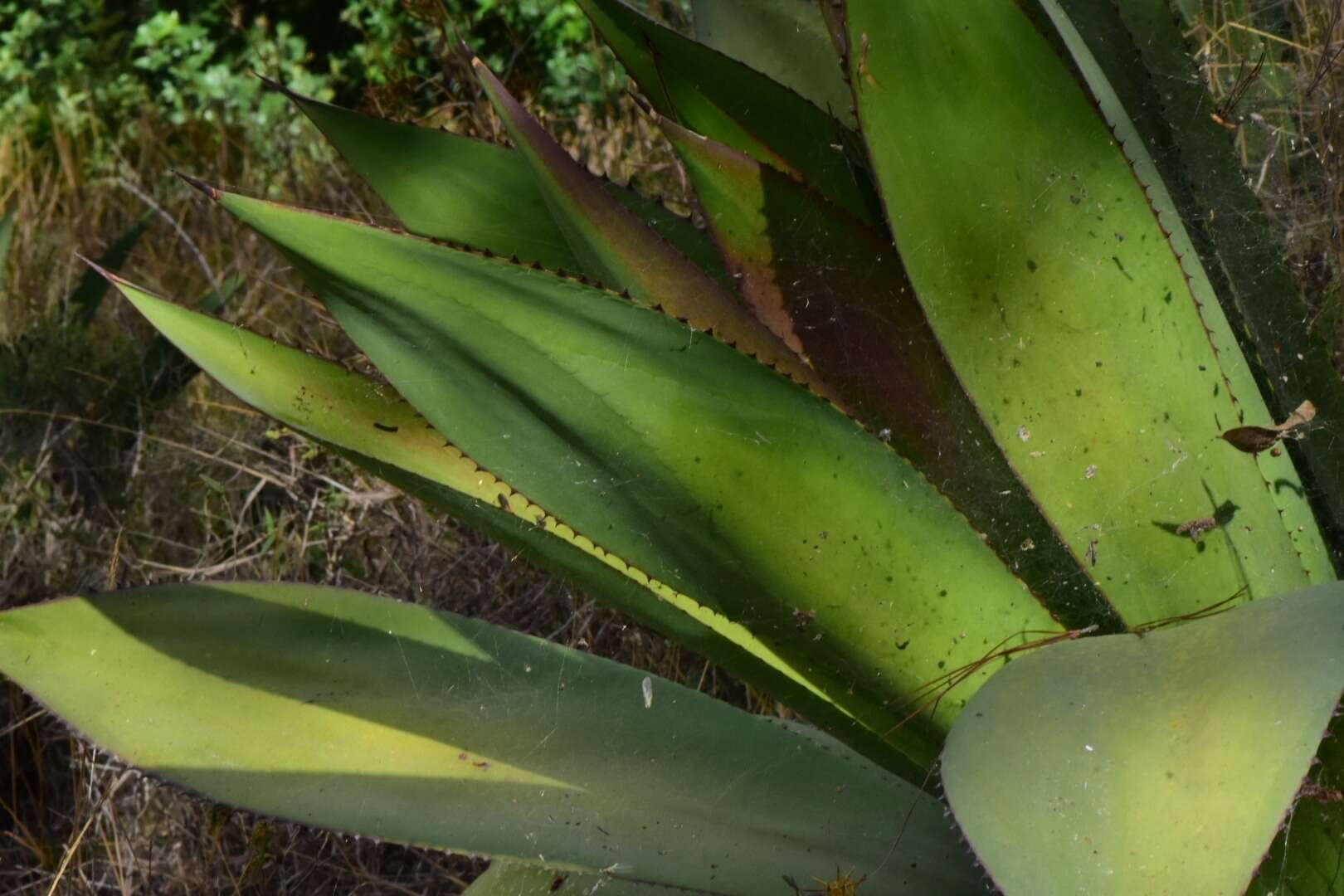 Image de Agave brevispina Trel.