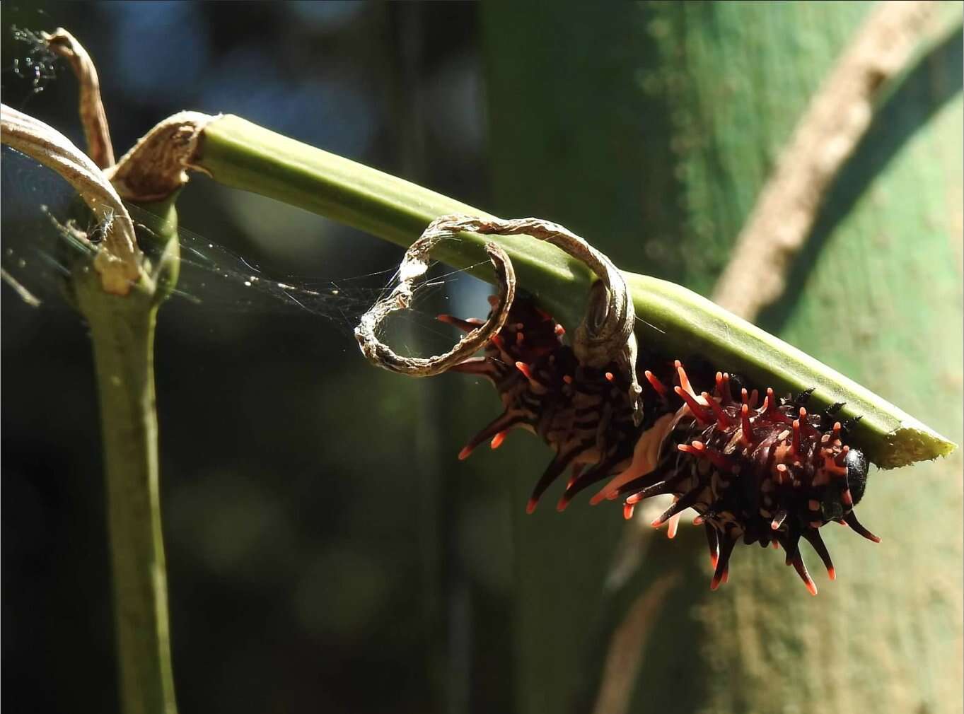 Troides helena (Linnaeus 1758) resmi