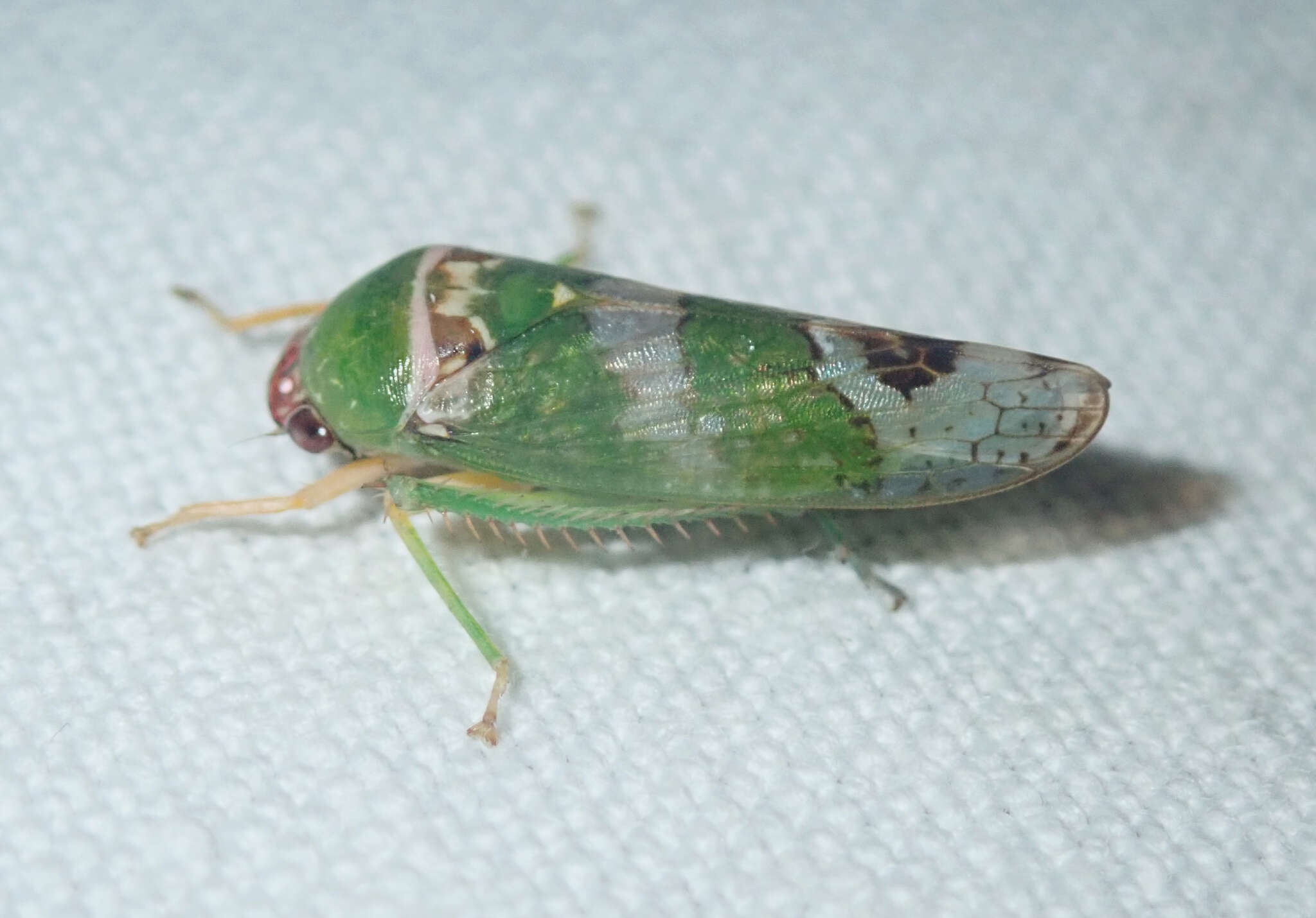 Image of Sakakibarana amazonica Gonçalves, Takiya & Mejdalani 2017