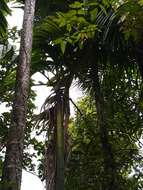 Image of betel palm