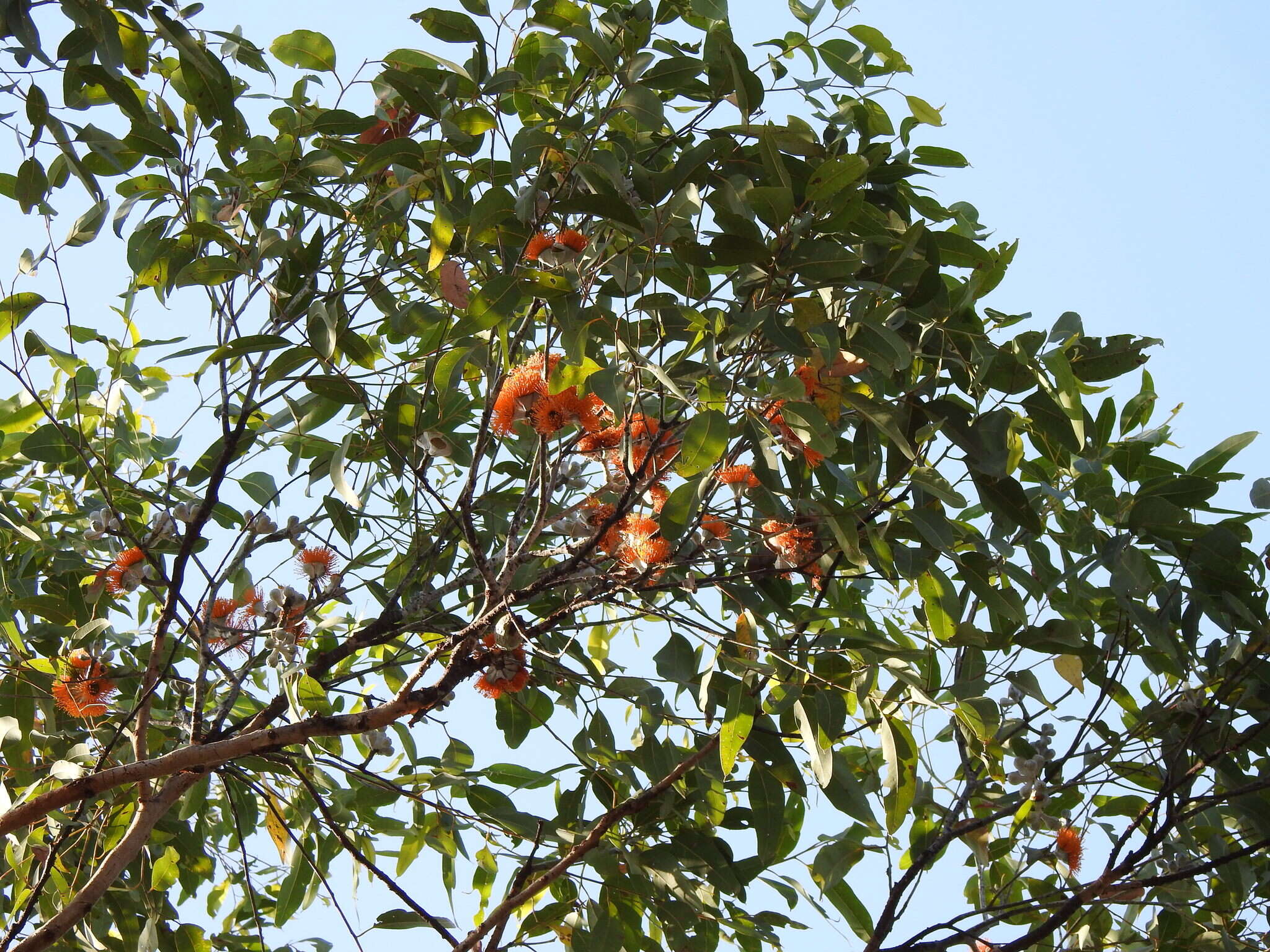 Image of Eucalyptus miniata A. Cunn. ex Schau.