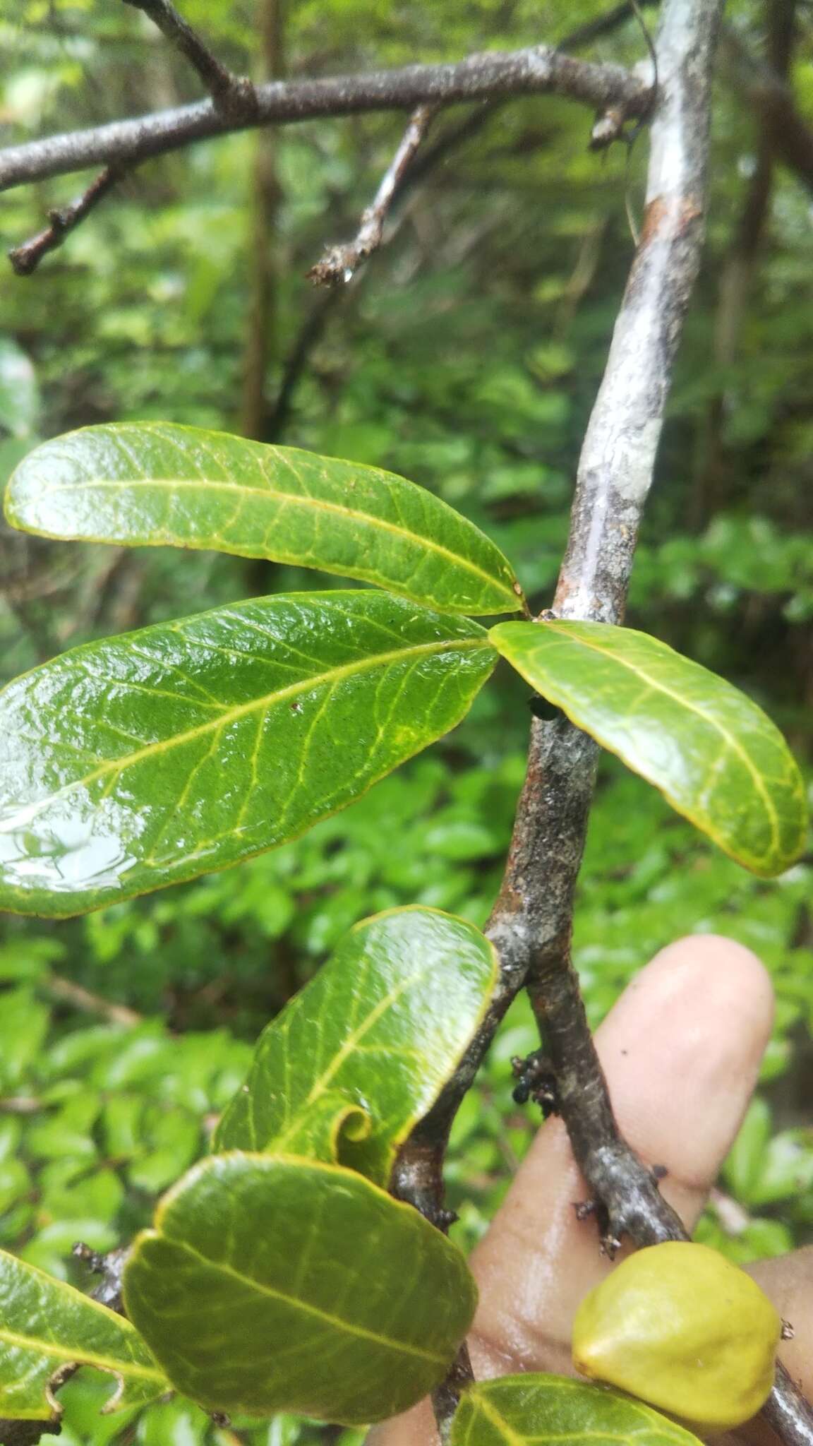 Image of Physena sessiliflora Tul.