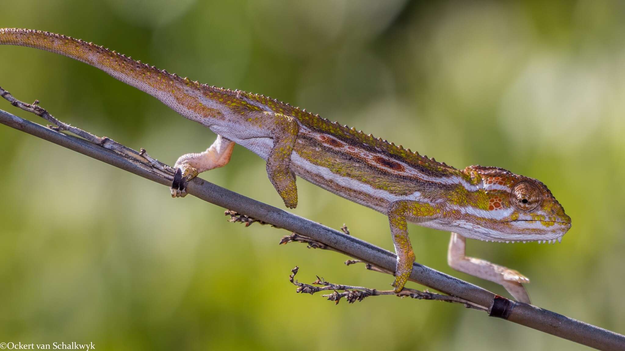 Image of Cape dwarf chameleon