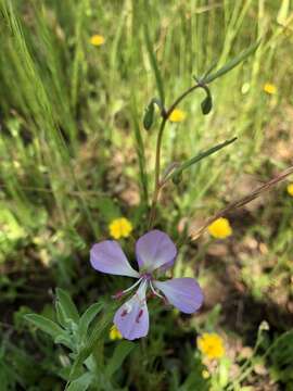 Image of Campo clarkia