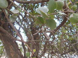 Image of Tricerma vitis-idaeum (Griseb.) Lundell