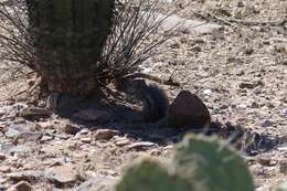 Image of Harris's Antelope Squirrel