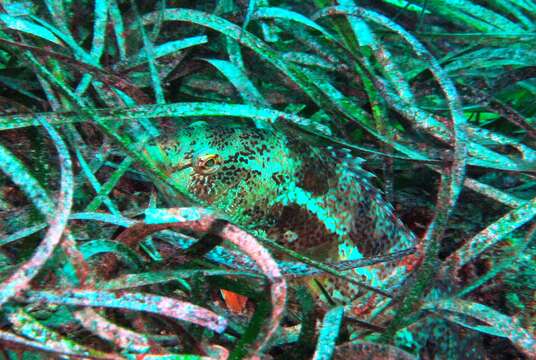 Image of Brown spotted wrasse