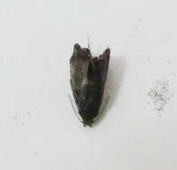 Image of Diana's Choreutis Moth