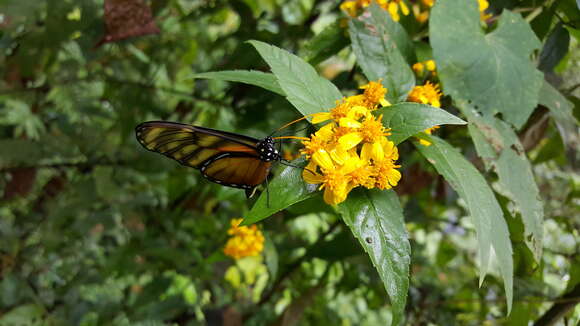 Image of Calea urticifolia (Mill.) DC.