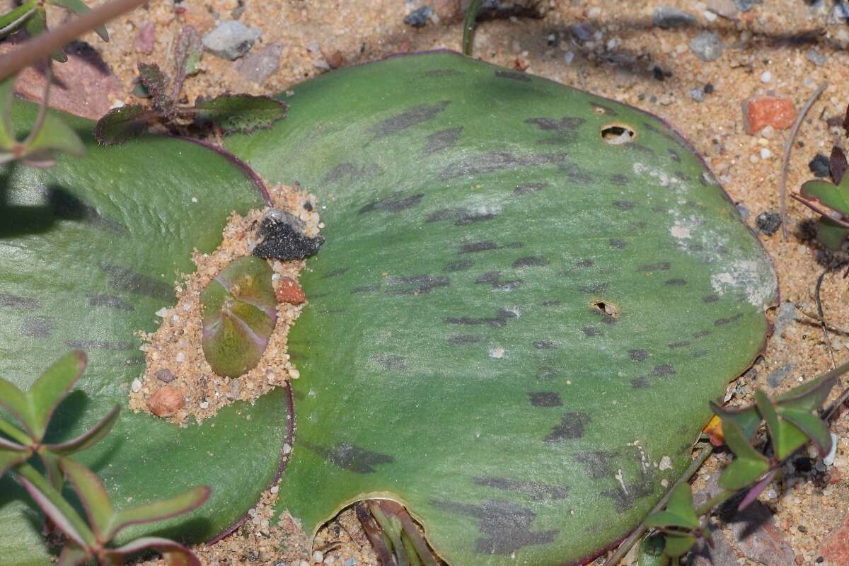 Image of Common Hedgehog Lily