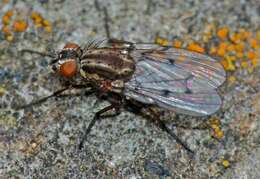 Anthomyia punctipennis Wiedemann 1830的圖片