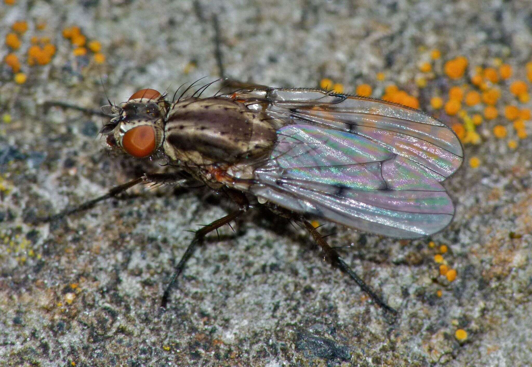 Anthomyia punctipennis Wiedemann 1830的圖片