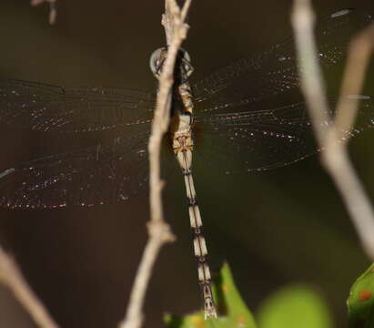 Image of Bold Skimmer