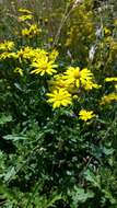 Plancia ëd Senecio squalidus subsp. rupestris (Waldst. & Kit.) Greuter