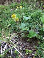 Image of Mountain Avens