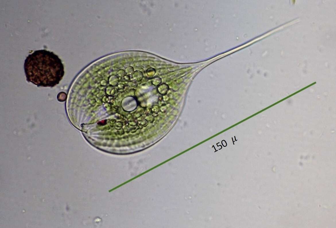 Image of Phacus longicauda