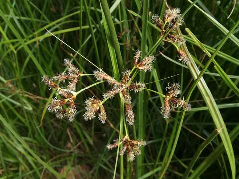 Image of tuberous bulrush