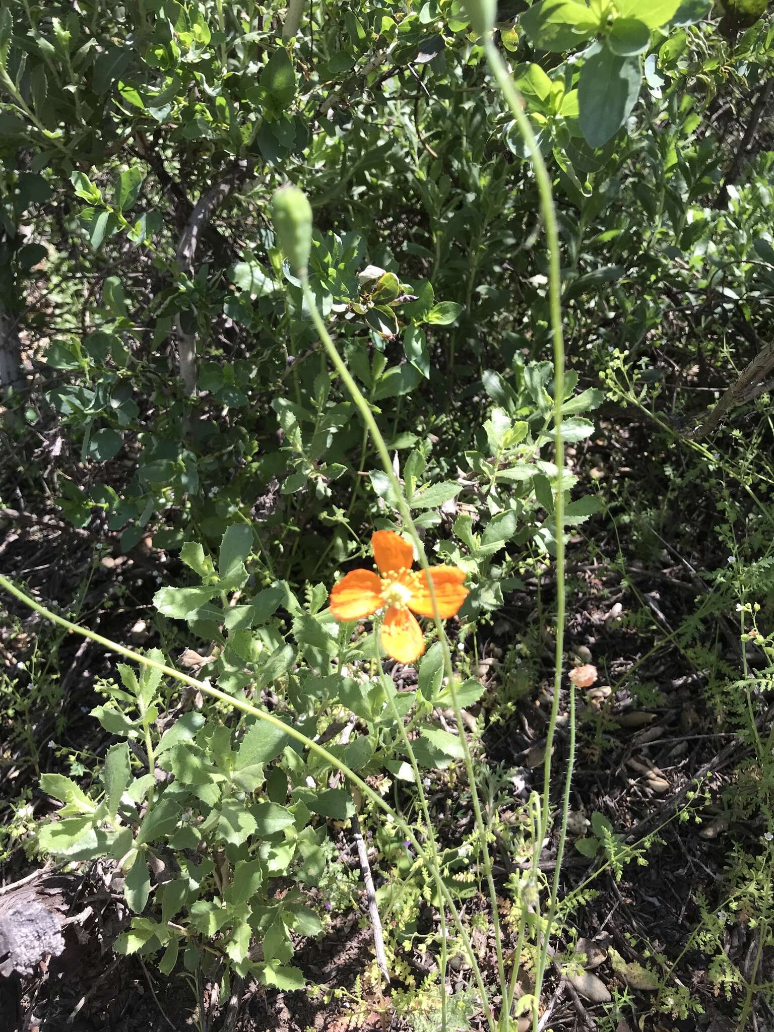 Image of western poppy