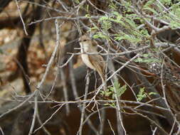 Image of <i>Bradornis mariquensis</i>