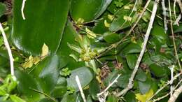 Image of Haemanthus albiflos Jacq.