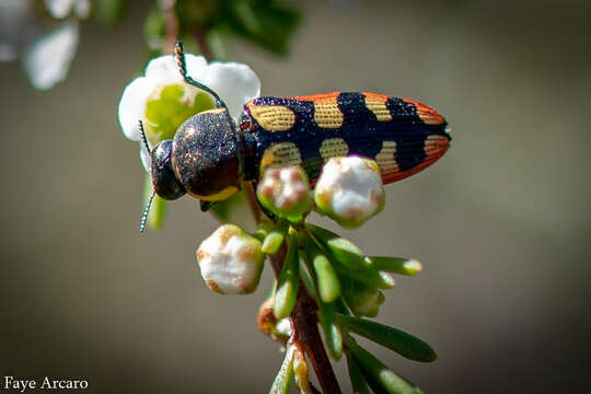 Image of Castiarina pallidiventris (Gory & Laporte 1838)