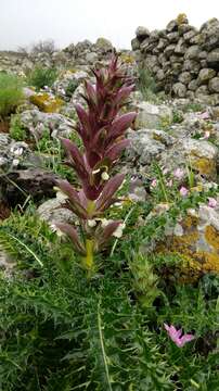 Image of Acanthus syriacus Boiss.