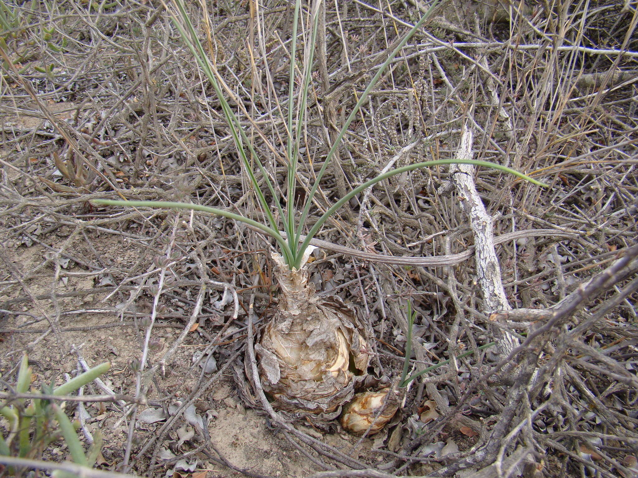 Image of Albuca caudata Jacq.